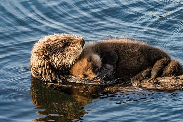 12 Weird and wonderful sleepers of the animal world - Sleepyhead